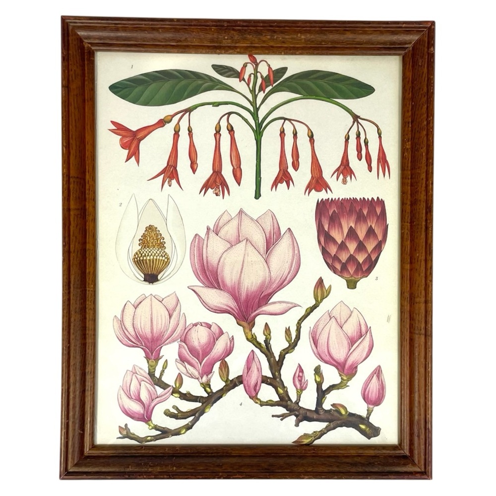 Vintage Magnolia Botanical Print‎ Framed Floral Wall Art Cottagecore Decor